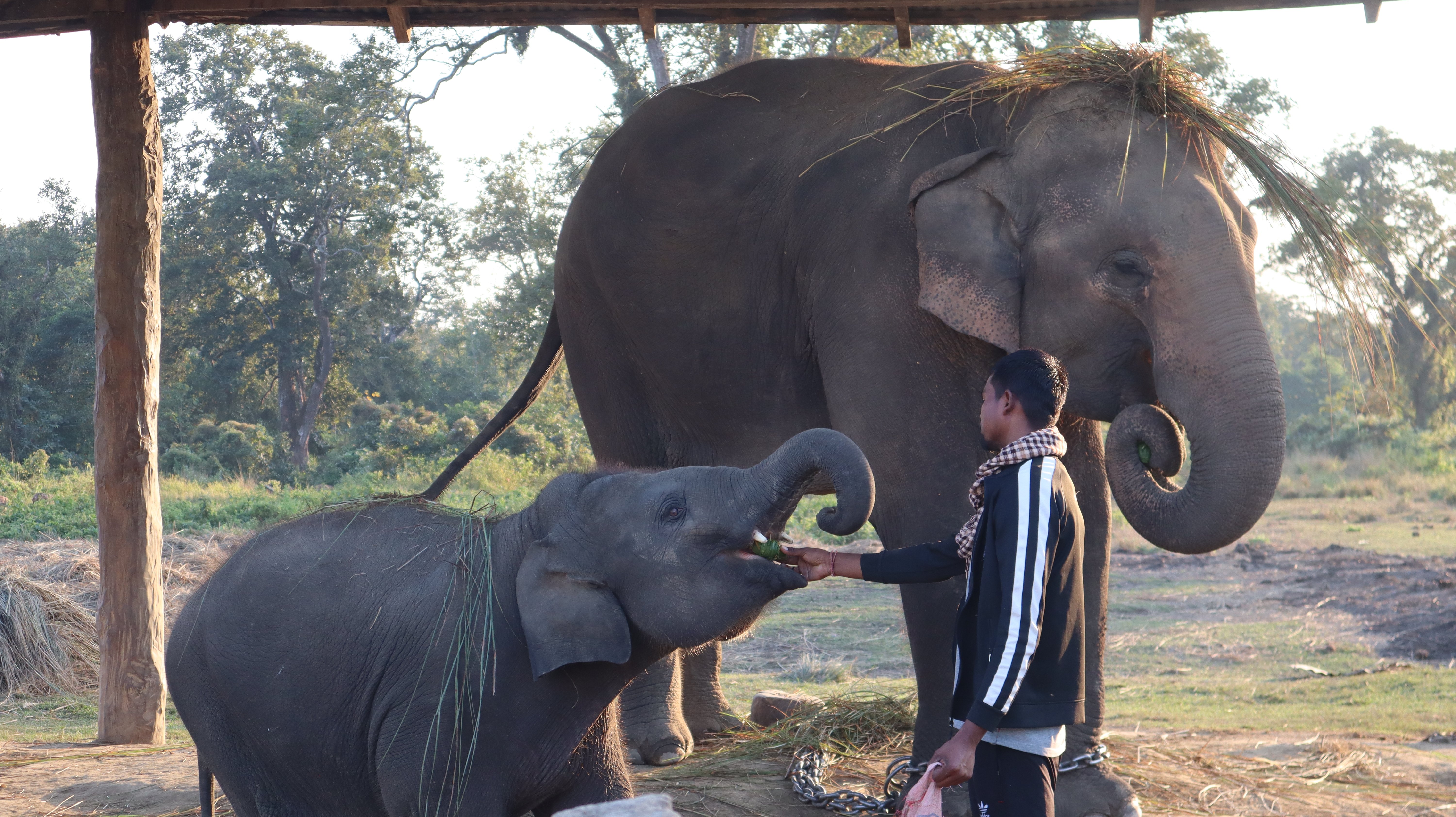 elephant chitwan (23).jpg